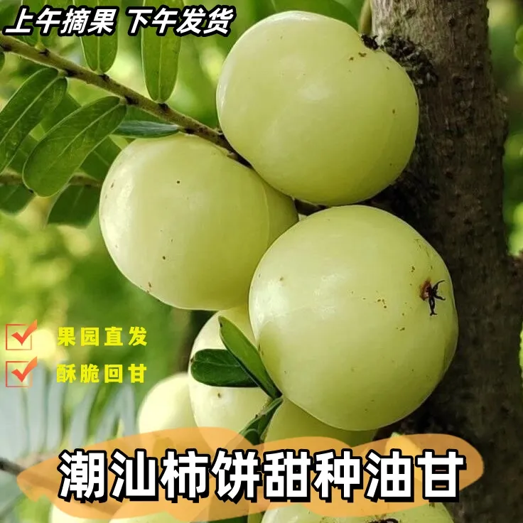 潮汕丙甜崩坎油甘果新鲜采摘柿饼甜种油甘果当季原生态水果精选