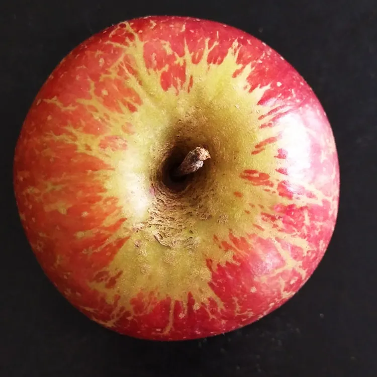 玉龙雪山脚下甜脆蜜香雪苹果现摘现发3斤/5斤/9斤