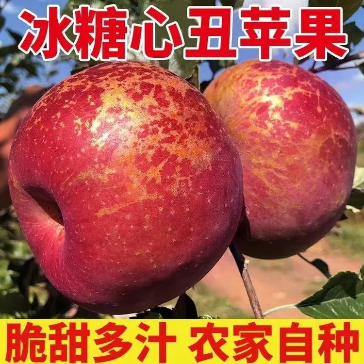 云南昭通丑苹果3/5/9斤精选大果脆甜多汁好吃苹果冰糖心新鲜现摘
