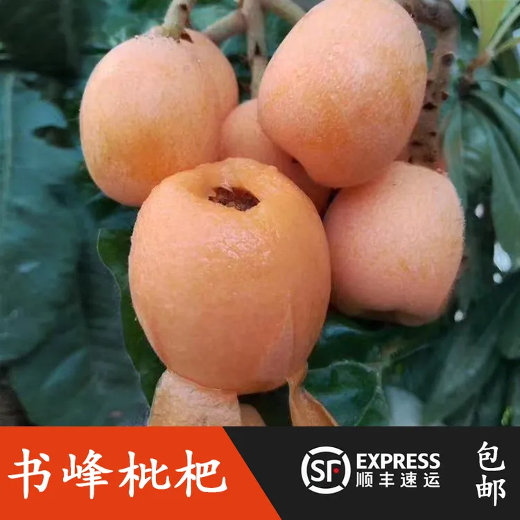 【顺丰包邮】福建仙游书峰现摘精品枇杷礼盒装 
