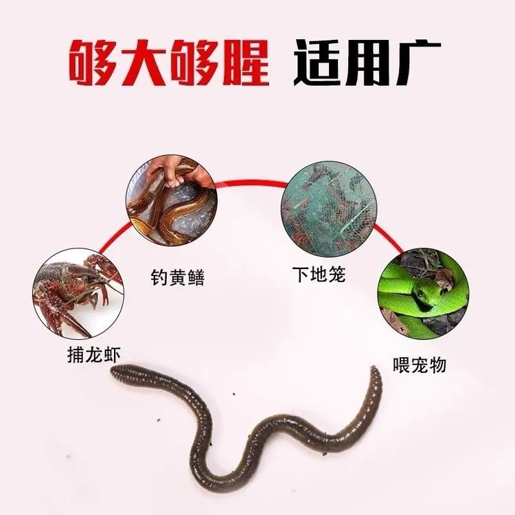 青蚯蚓黑臭蚯蚓活饵大号蚯蚓活饵适用钓黄鳝养殖黑蚯蚓下单发货