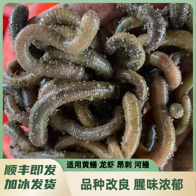 青蚯蚓臭蚯蚓【顺丰包邮】饵钓黄鳝蚯蚓养殖活饵大号中号蚯蚓活饵