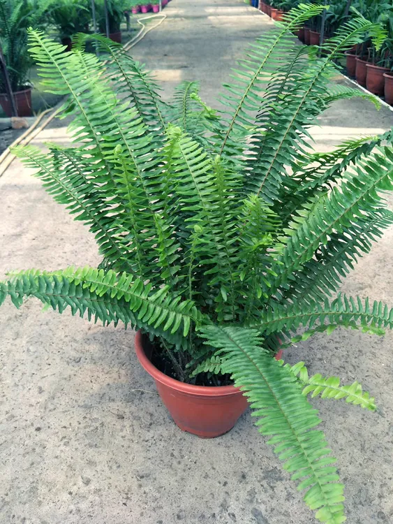 肾蕨盆栽波斯顿肾蕨类排骨草室内外观叶植物庭院客厅上档次花室外