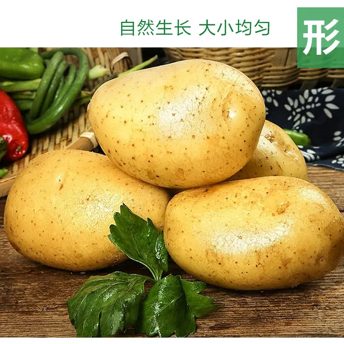 批发内蒙古武川10吨新鲜土豆马铃薯黄心黄皮软糯生鲜土豆种植