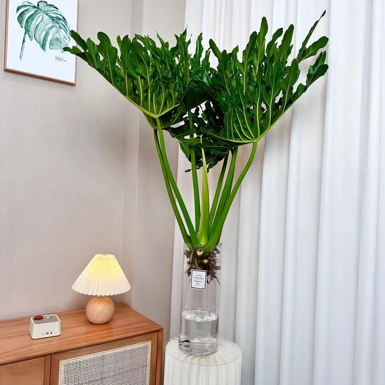 80-90公分老桩龙鳞春羽水培绿植土培客厅懒人网红绿植蔓绿绒