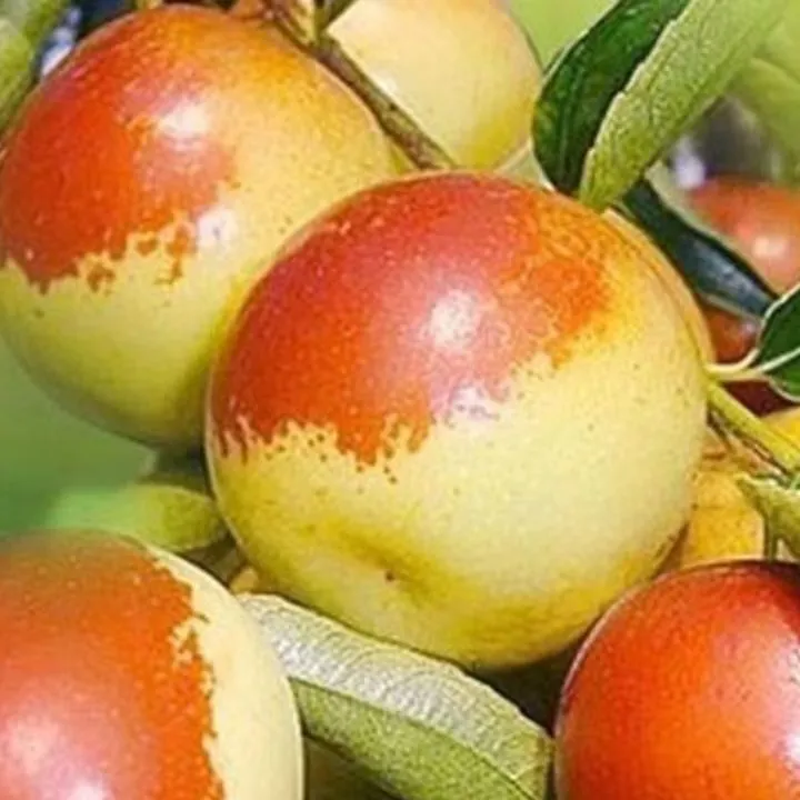 新鲜冬枣新鲜采摘脆甜可口1斤3斤5斤京东顺丰包邮