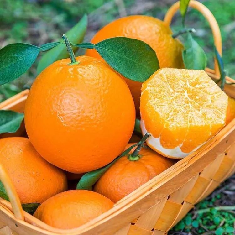 正宗赣南脐橙新鲜橙子江西脐橙现摘现发新鲜水果自家果园种植多汁