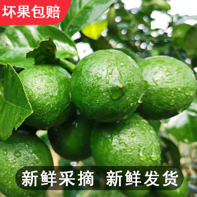 香水青柠檬无籽现摘现发酸爽多汁清香柠檬维C新鲜香气酸甜采摘