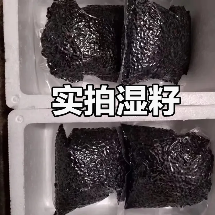 黄金百香果湿籽小籽减压爆籽