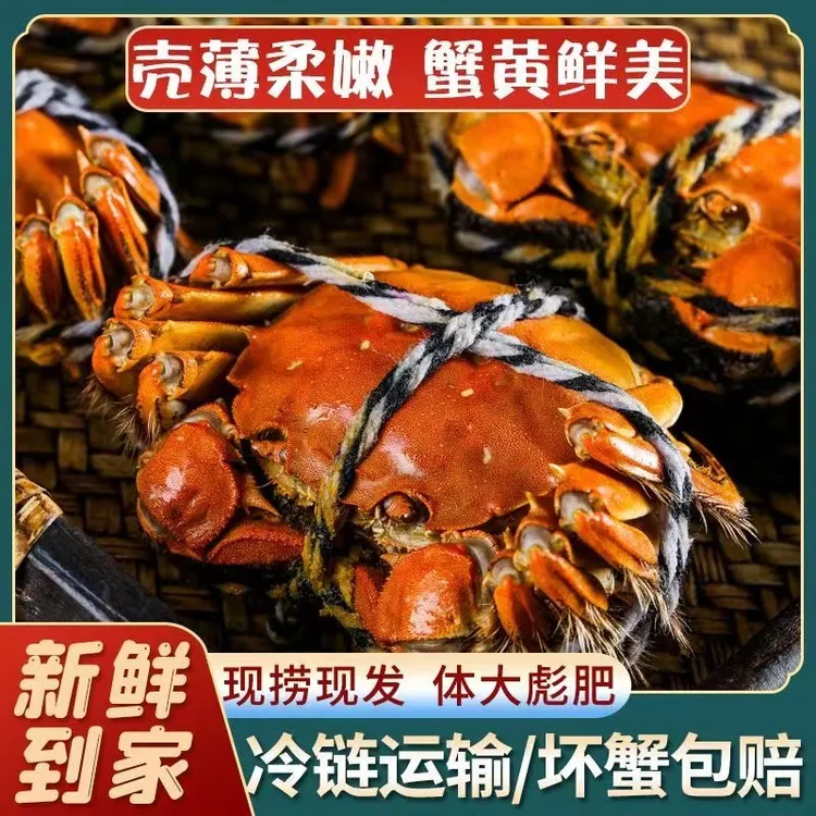 【苏州大闸蟹】鲜活大母螃蟹海鲜水产全母蟹2.5-2.2两5只送5只10只