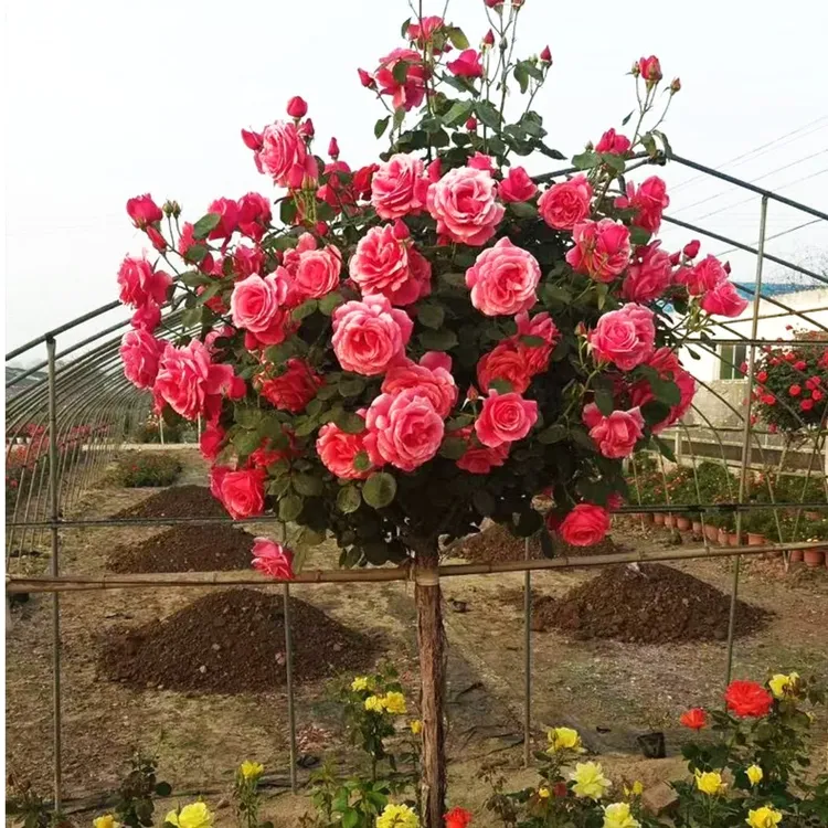 庭院树桩棒棒糖精品月季花苗特大花室内浓香花卉绿植玫瑰盆栽多季