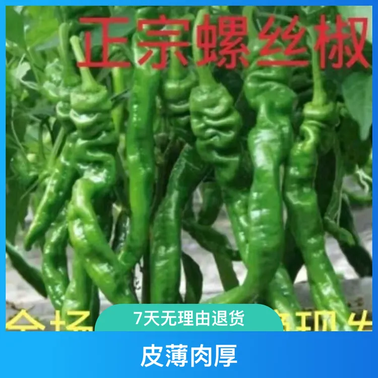 螺丝椒特辣皮薄农产品辣椒新鲜青椒香辣肉厚