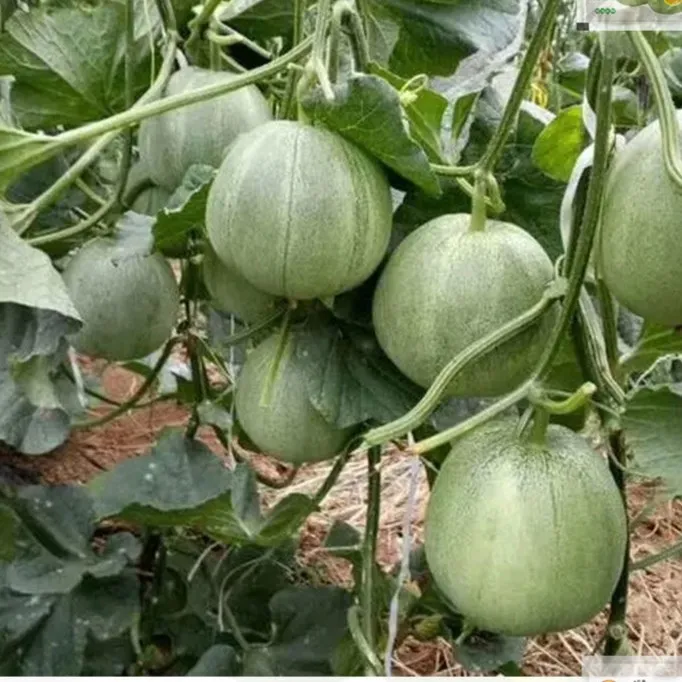 【新疆包邮】绿宝石宝甜瓜种子高产薄皮香瓜种瓜果农家四季易播种