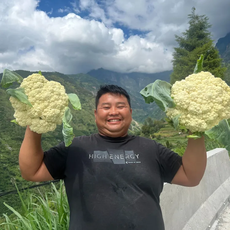 云南农家露天种植花菜现摘现发包邮