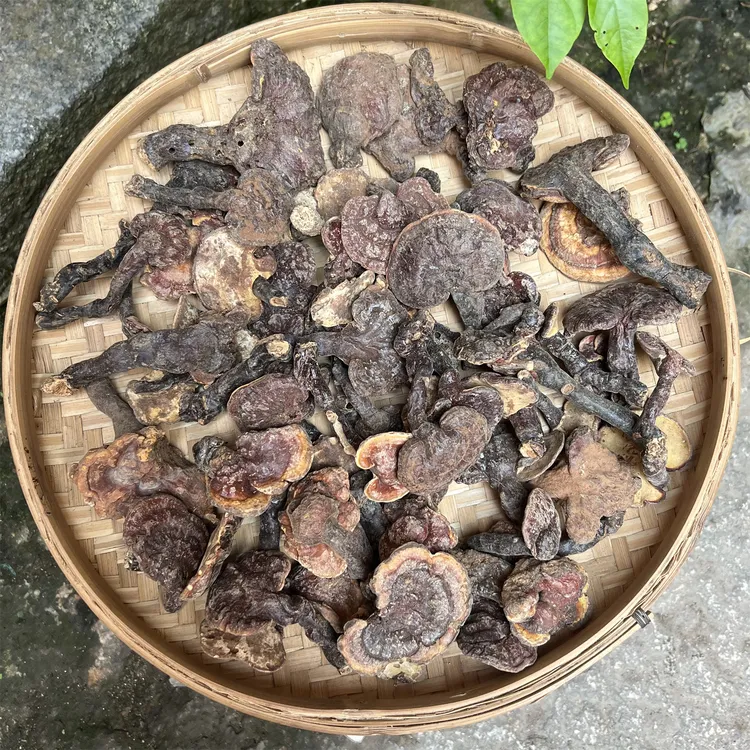 大山 野赤之菇  煮水煲汤 250克/500克包邮