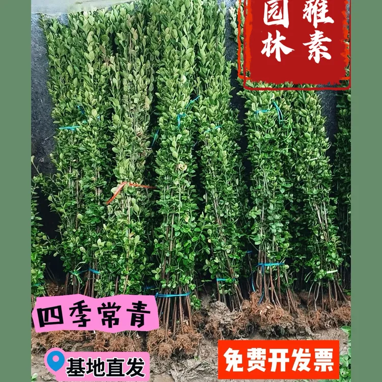 庭院围墙篱笆围栏北海道黄杨冬青苗四季常青耐旱绿篱围墙树苗耐寒