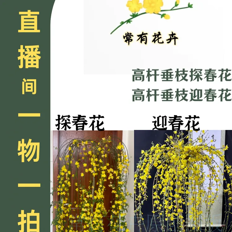 迎春花盆景【常有花卉】精品高杆探春花迎春花别墅庭院室内室外垂吊