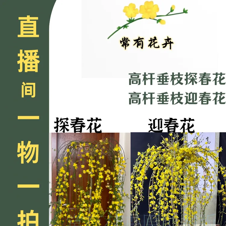 补【青州常有花卉苗木种植基地】勿拍直播间一物一拍植物庭院垂吊