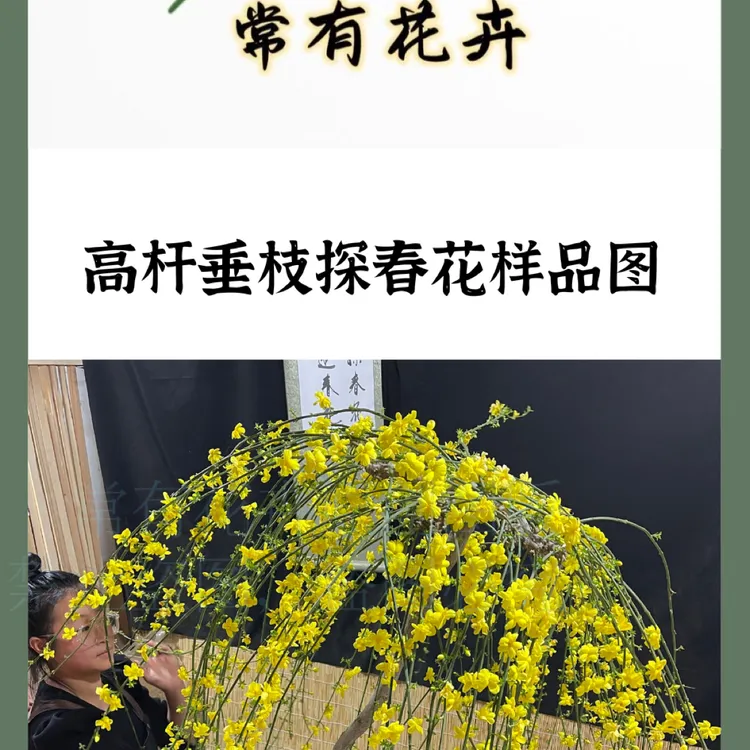 探春花，迎春花，高杆垂丝探春花，高杆垂丝迎春花别墅庭院盆景植物