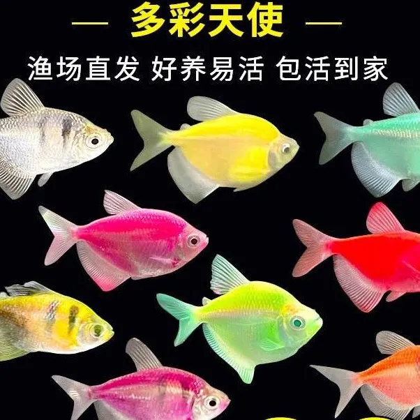 陕西发货热带小鱼荧光天使皮实耐养可混养不褪色颜色艳丽