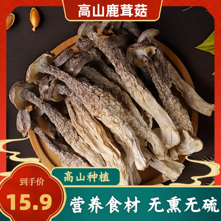 （甄选品质）高山鹿茸菇优质干货鲜香甄选美味新鲜种植头茬新货