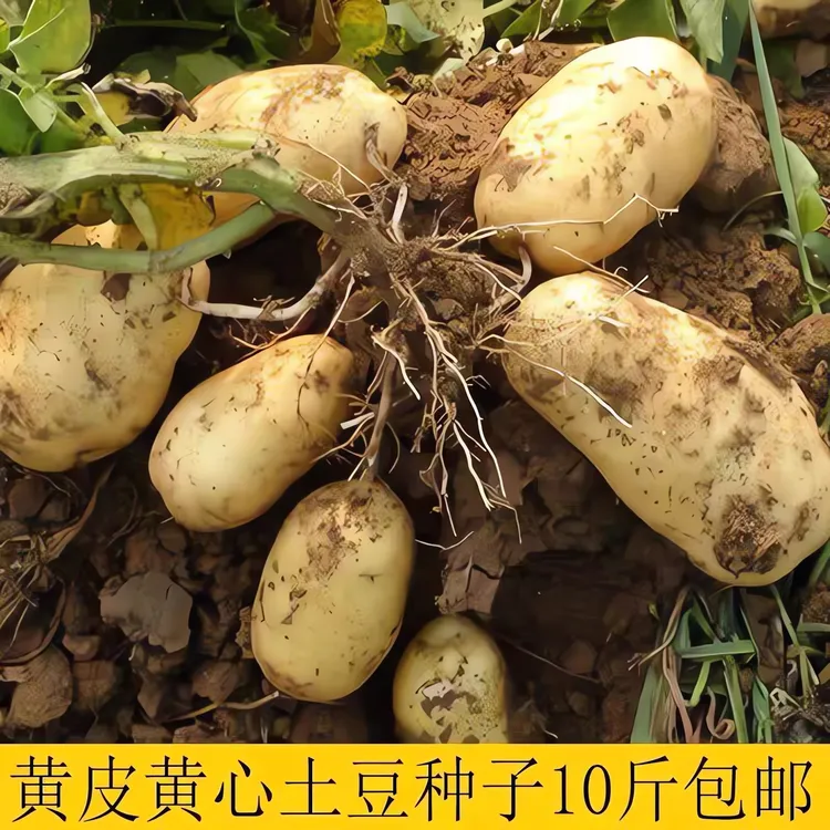 高产早熟土豆种黄皮黄心高产脱毒土豆一级原种子非转基因洋芋籽