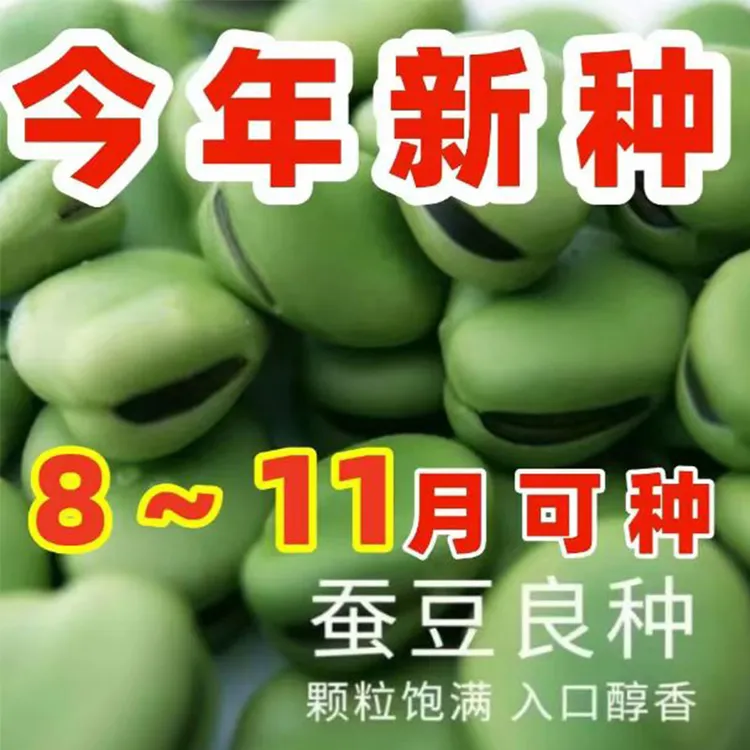 【按斤卖】蚕豆种子北斗七星特大罗汉豆种籽胡豆籽春秋冬季早熟耐寒