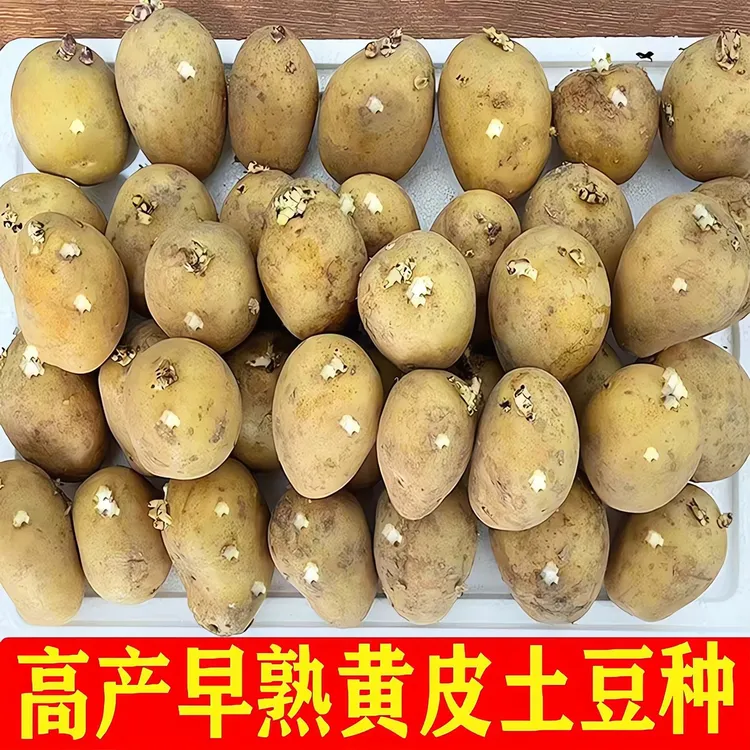 高产黄皮带芽土豆种子老品种黄心开花洋芋种植苗马铃薯种孑