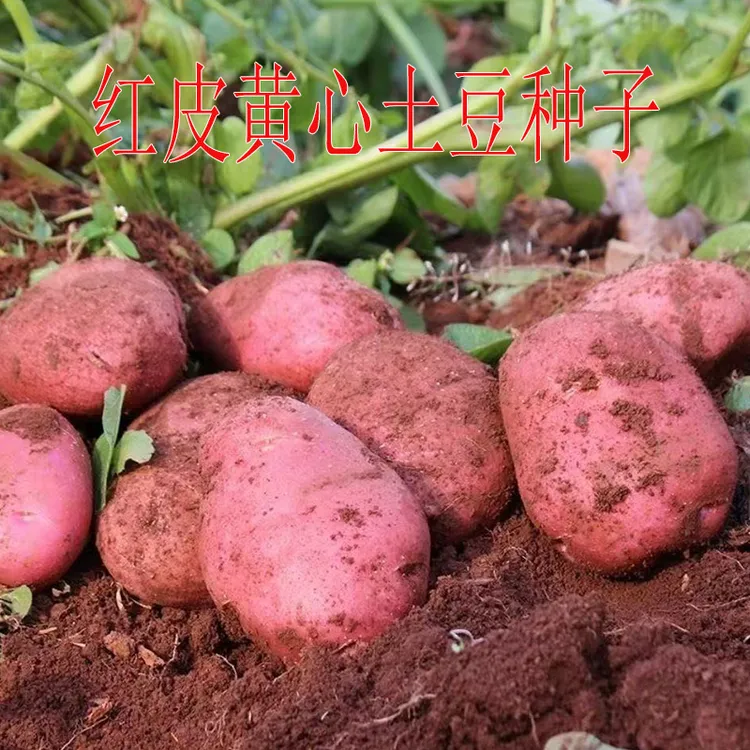 正宗红皮黄心雪川红土豆种高产早熟原种洋芋种红皮黄心种子可留种