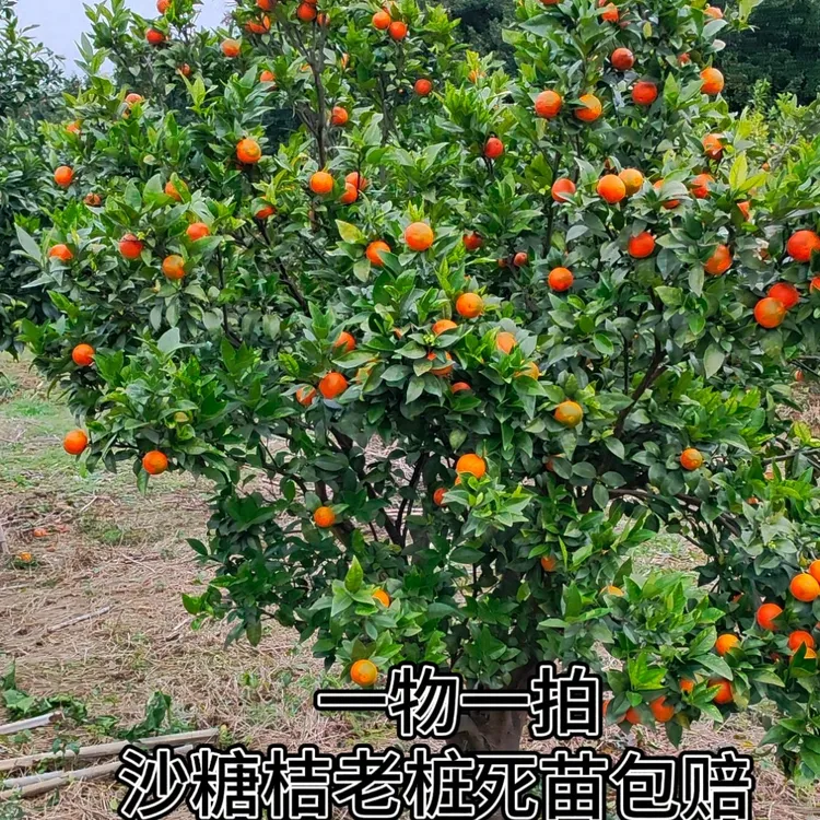 正宗广西桂林沙糖桔沃柑老桩四季耐寒沙糖桔树苗榴莲树苗