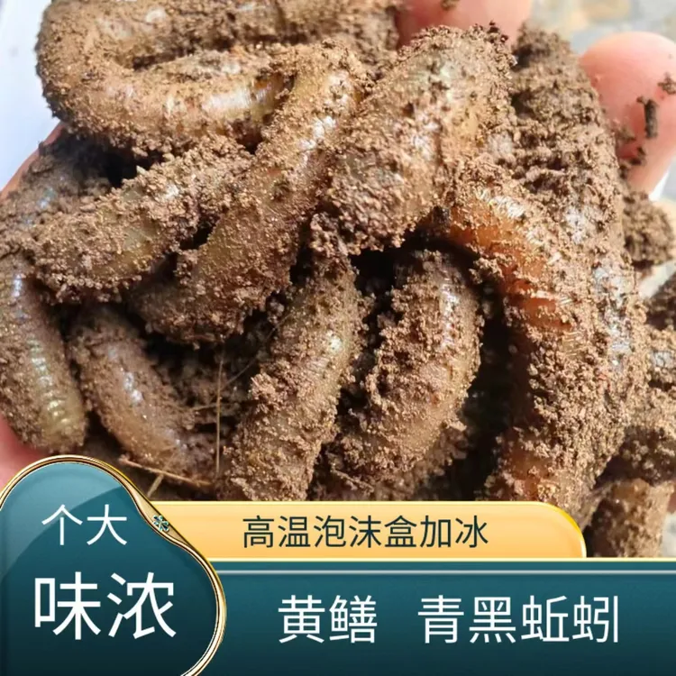 青蚯蚓黑钓鱼臭钓鱼活性腥味鲜活养殖黄鳝饵料青蚯蚓大号蚯蚓活饵
