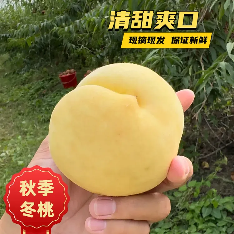 【小果尝鲜】安徽寿县秋桃冬桃新鲜采摘杨桃子当季脆桃毛桃清甜多汁