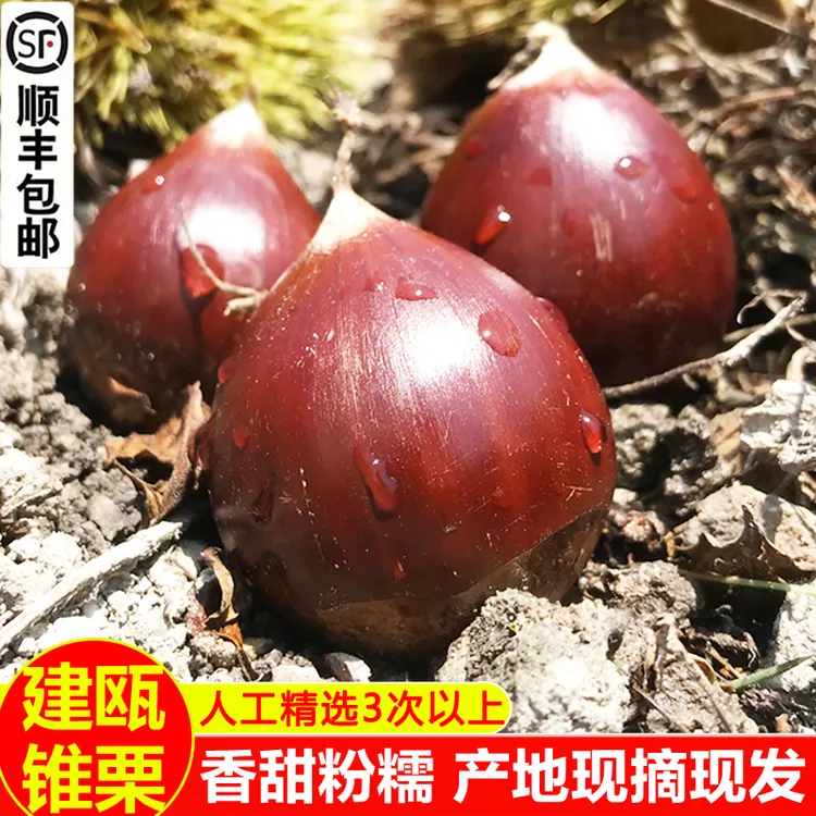 新鲜生板栗现摘建瓯锥栗农家油栗子带壳圆锥板栗毛栗1/2/3/5斤
