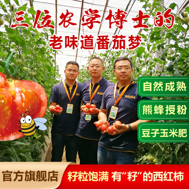 黄金籽新鲜现摘黄金籽西红柿自然成熟有籽浓郁番茄【4.8-5.0斤】