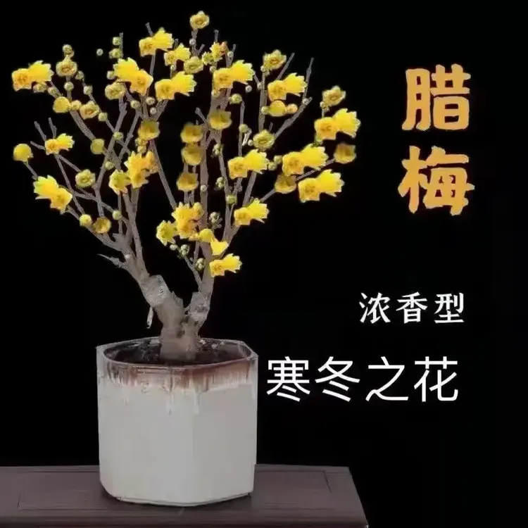 【带花苞】原生腊梅花老桩浓香型耐寒阳台庭院南方北方红梅花盆栽好