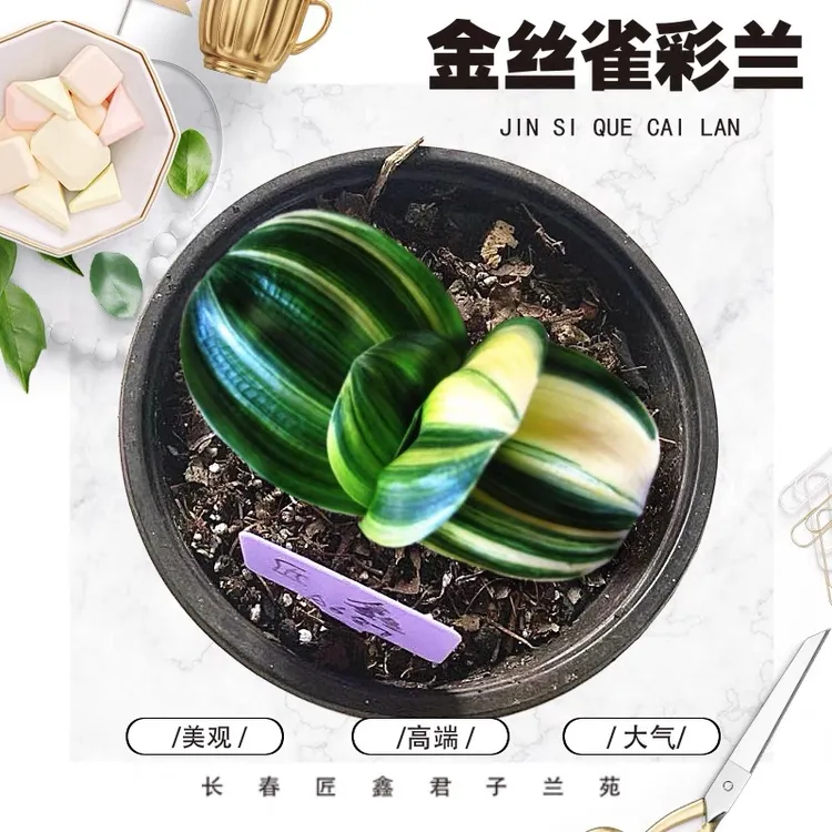 童验精品君子兰霸王麻彩、时尚