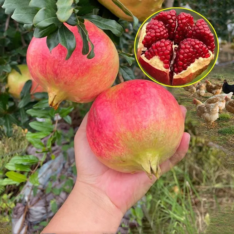 2-3年苗买1送2】突尼斯软籽石榴树苗盆栽地栽石榴苗南北方种植