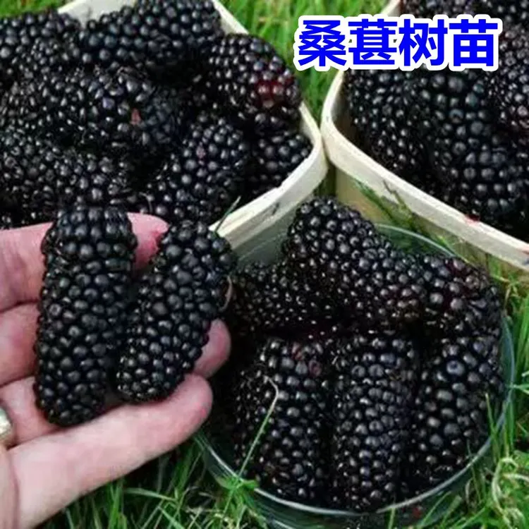 桑葚树苗南北方盆栽地栽庭院种植大叶桑树苗当年结果树苗