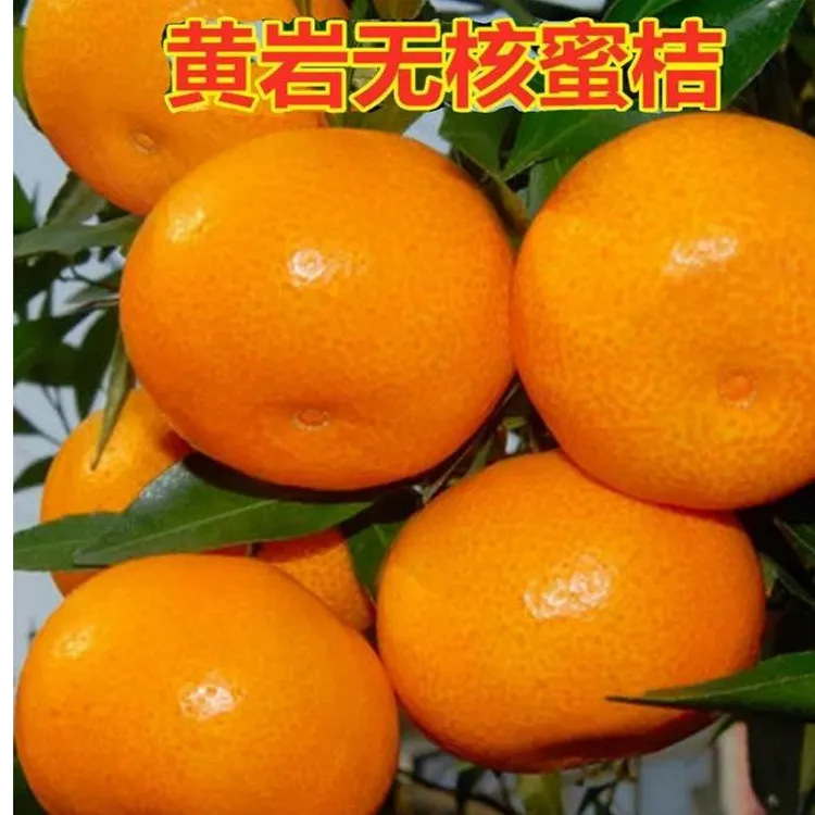 黄岩无核蜜桔树苗砂糖橘子树苗嫁接柑桔树苗南方北方种植橘子树苗