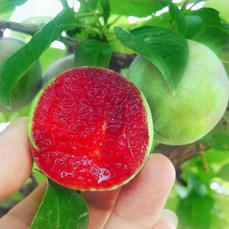 2-3年苗买1送2】味帝李子树苗嫁接红肉李子树苗抗寒抗旱南北方种植