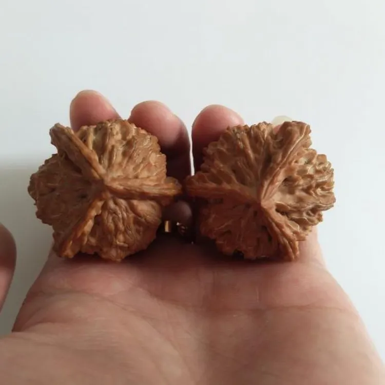 文玩核桃树苗京八棱盆栽蛤蟆头门墩狮子头宫灯三棱核桃苗