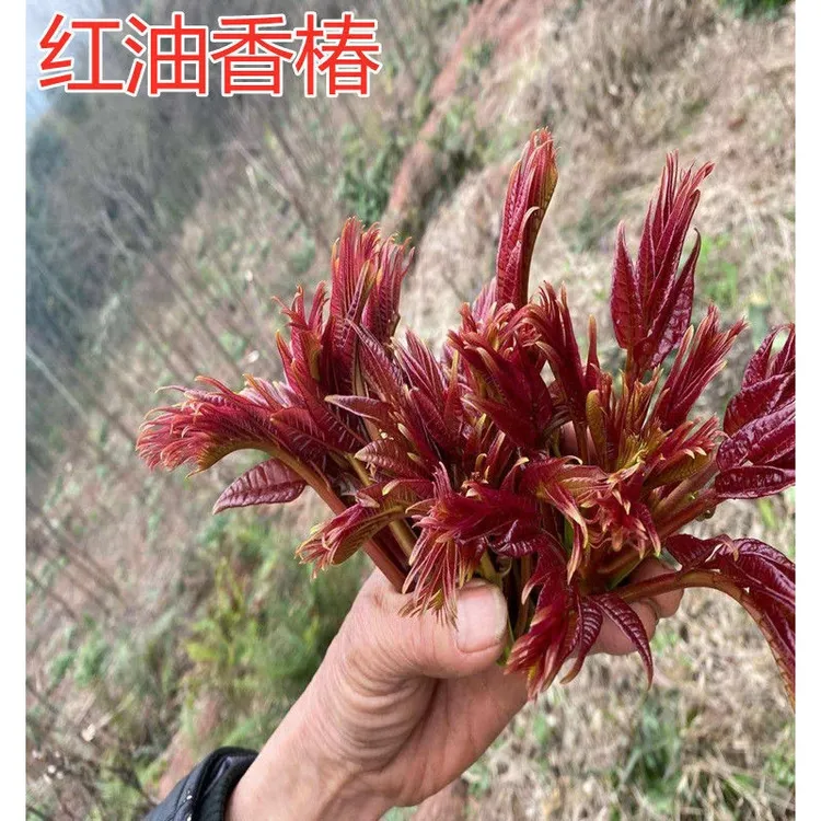 红油香椿树苗 绿油香椿树苗 香椿树苗 阳台庭院盆栽地栽