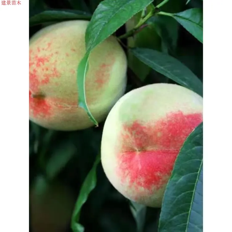 2-3年苗买1送2】白花桃树苗脆甜桃子树苗嫁接桃树苗南北方盆栽地栽