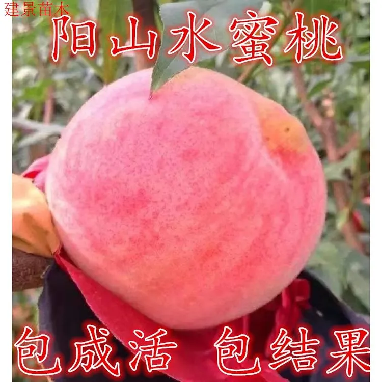 2-3年苗买1送2】阳山水蜜桃树苗嫁接水蜜桃树苗南北方盆栽地栽种植