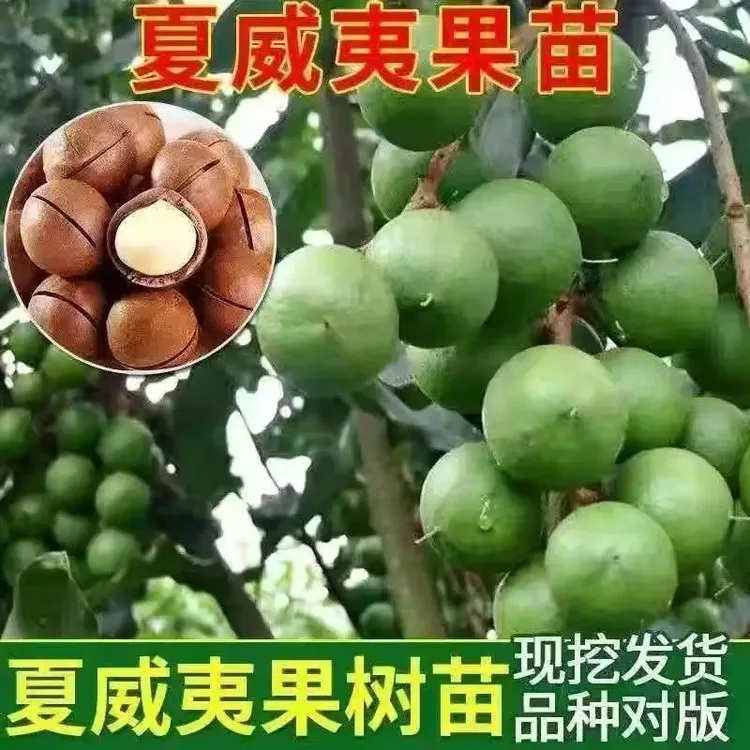 2-3年苗买1送2】澳洲坚果嫁接夏威夷果树苗南北方盆栽地栽庭院种植