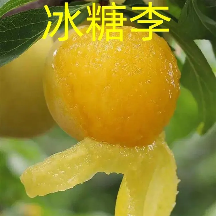 新品种无核冰糖李树苗嫁接李子苗南北方盆栽地栽当年结果【买1送2】
