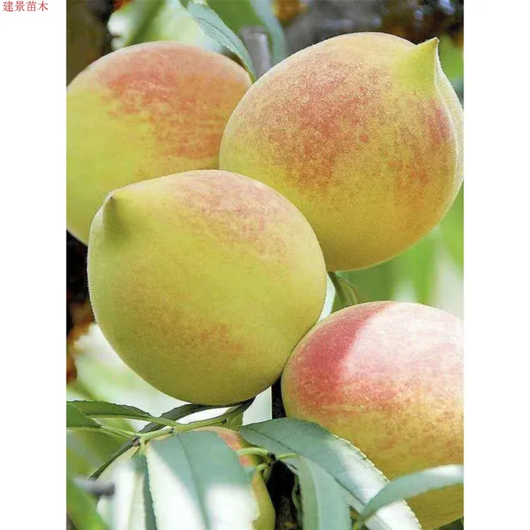 2-3年苗买1送2】正宗鹰嘴桃树果苗嫁接桃树苗南北方盆栽地栽种植