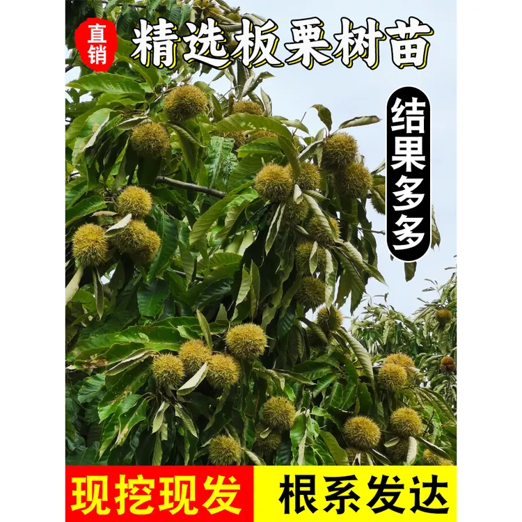 【2年苗2颗装】板栗树苗嫁接大红袍板栗树苗南北方种植抗寒抗旱大果