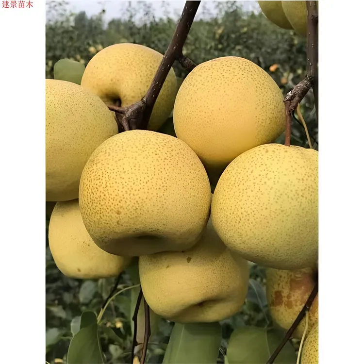2-3年苗买1送2】砀山酥梨树苗雪花梨树苗嫁接梨苗南北方盆栽地栽