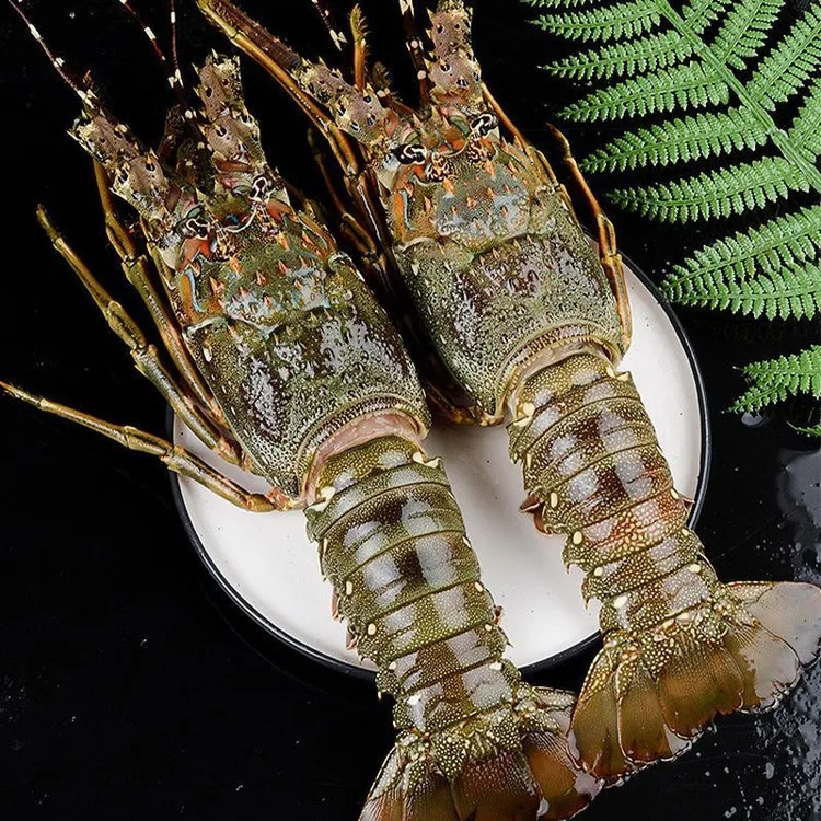 【三只装】小青龙鲜活急冻东山岛海鲜野生大青龙海捕速冻大龙虾包邮